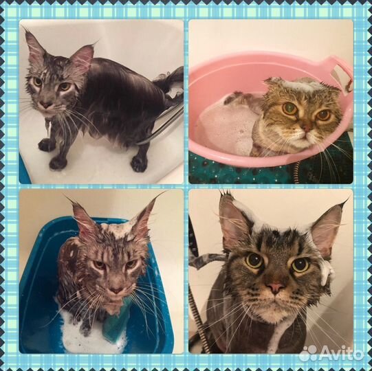 Стрижка, мытьё и вычес кошек без наркоза