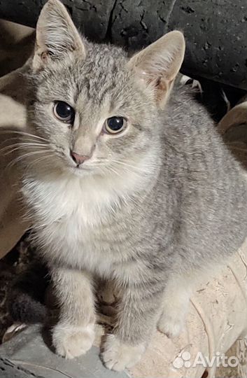 Шпунтик ищет дом