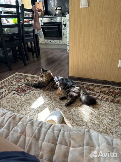 Отдам бесплатно