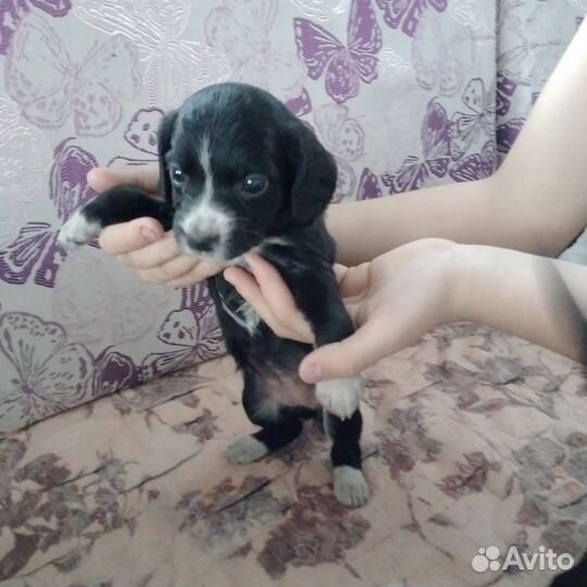 В добрые руки