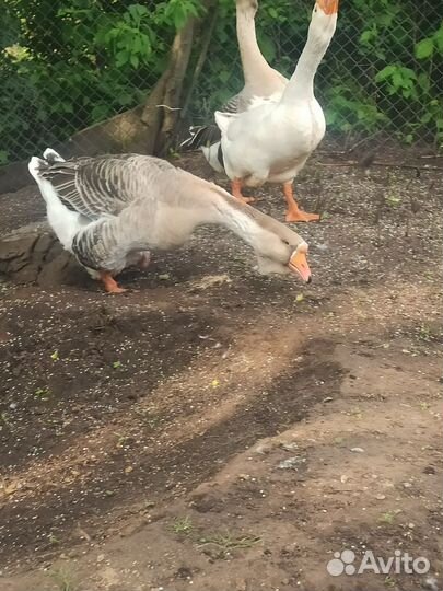 Холмогорские гуси