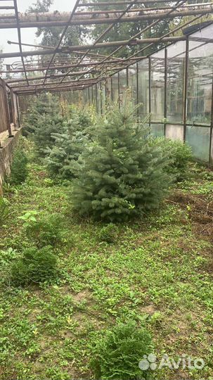 Голубые ели