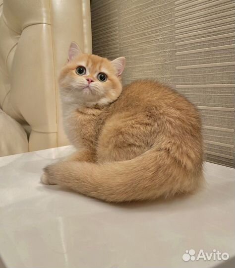 Прекрасные золотые британские малыши