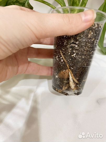 Аглаонема мария