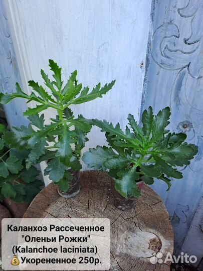 Хойя,Санса,хедера,Герань,Шеффлера,Каланхоэ,Алоэ