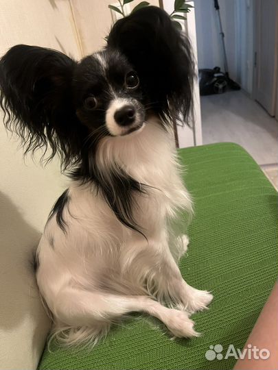 Папильон вязка