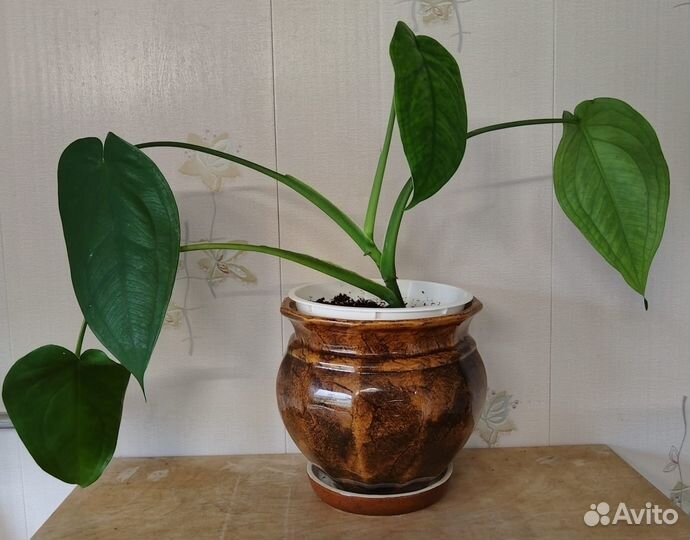 Сингониум Макрофиллум