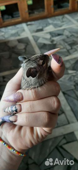 Чилийская белка дегу