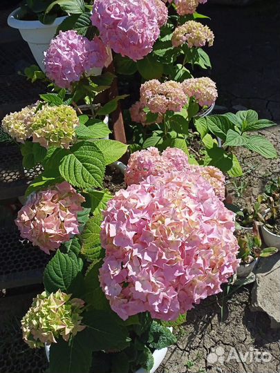 Гортензия взрослые растения