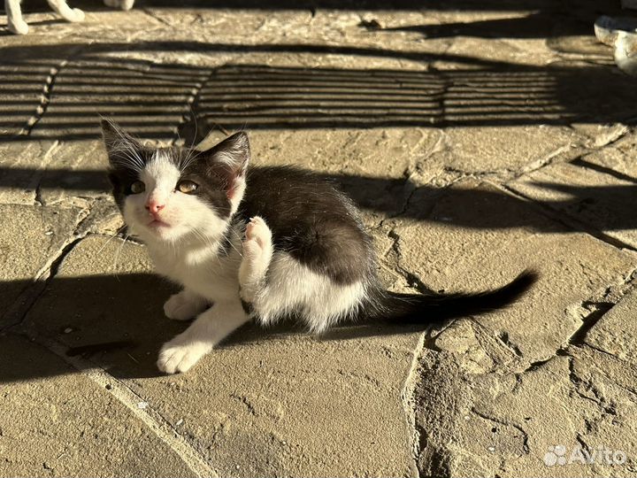 Два котенка, девочки. Метисы с бенгальцами