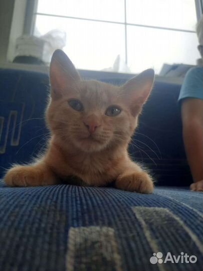 Кисуля-рыженькая красотуля