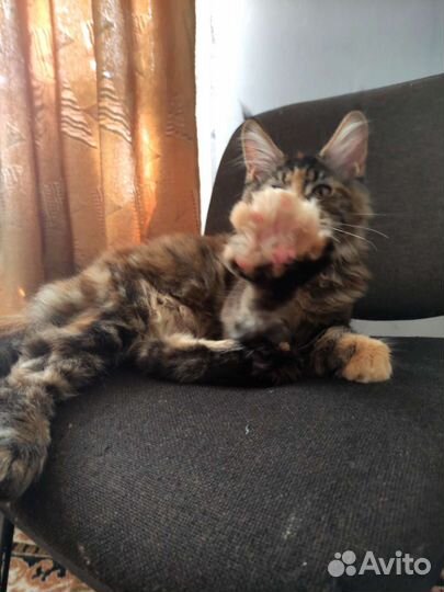 Котенок девочка полидакт