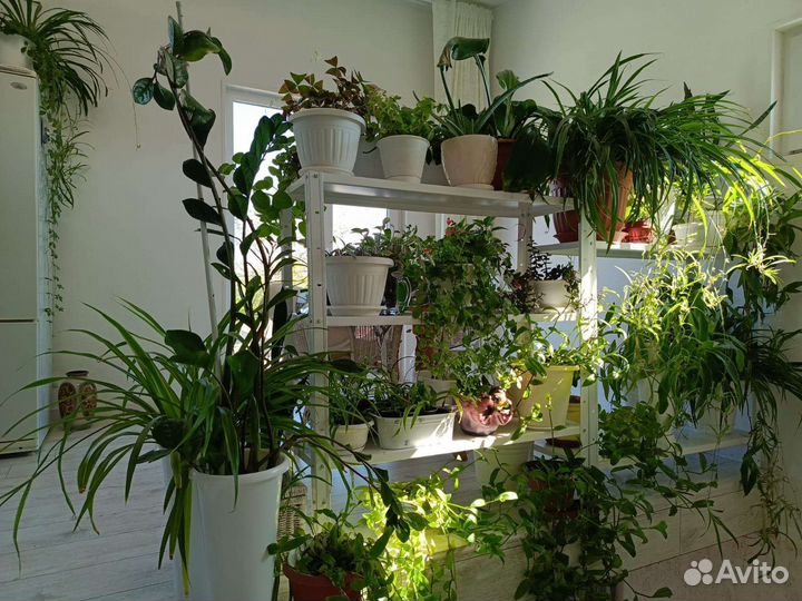 Комнатные цветы