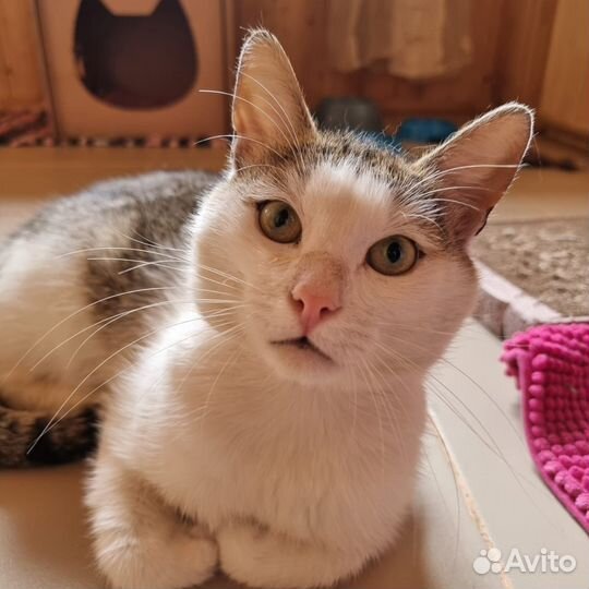 Котик Кензо ищет дом