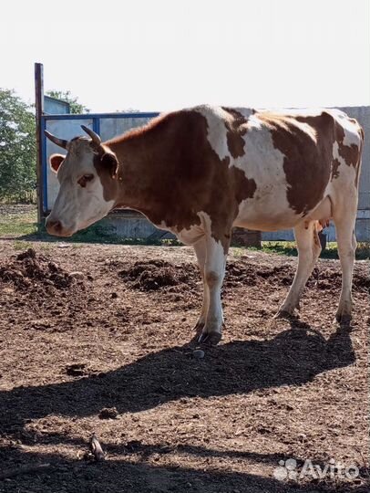 Продаëтся первотëлка