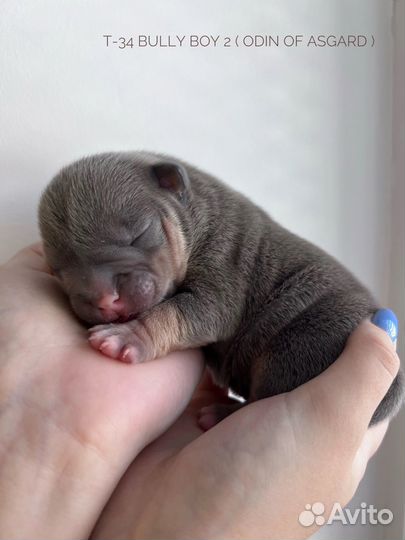 Американский булли щенки
