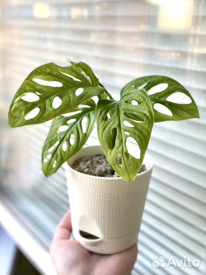 Монстера Адансона (Фридрихшталя)