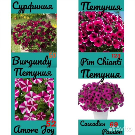 Черенки вегетативной петунии