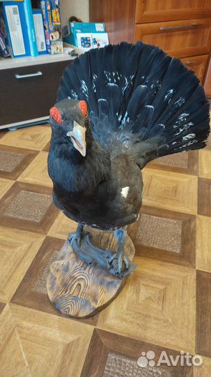 Чучело глухаря