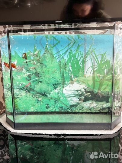 Аквариум