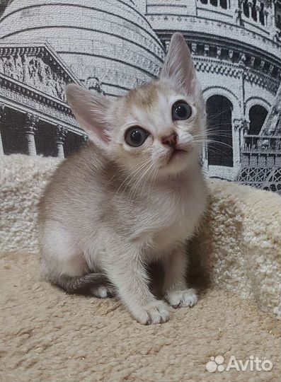 Чудо сингапура