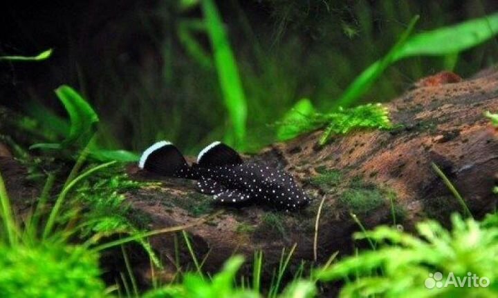 L181 Звездочный анциструс