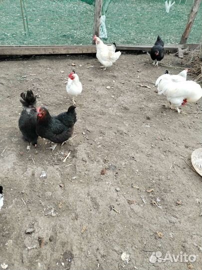 Цыплята с частного подворья
