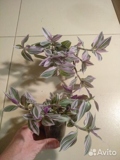 Комнатные растения