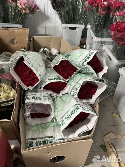 Роза Красная