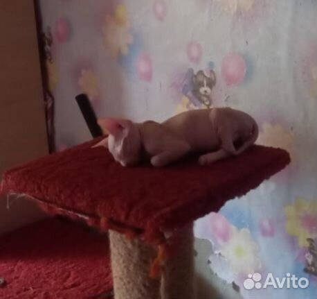Канадский сфинкс котенок