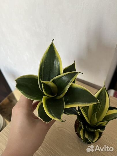 Сансевиерия голден ханни, жаде пагода