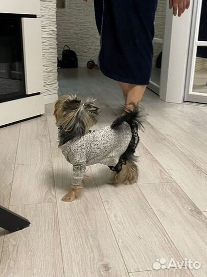 Одежда для маленьких пород собак, шью на заказ