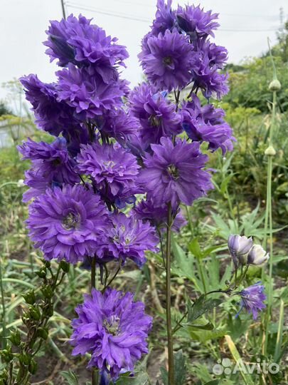 Дельфиниум семена