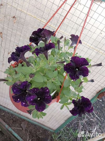 Вегетативная петуния, бакопа, каллизия