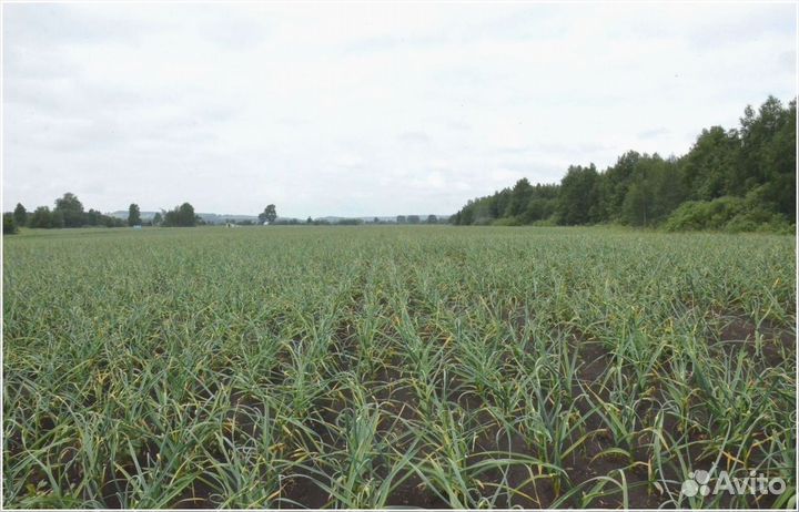 Привлекаем инвестиции в сельское хозяйство