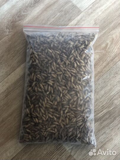 Кормовые насекомые. Сверчки