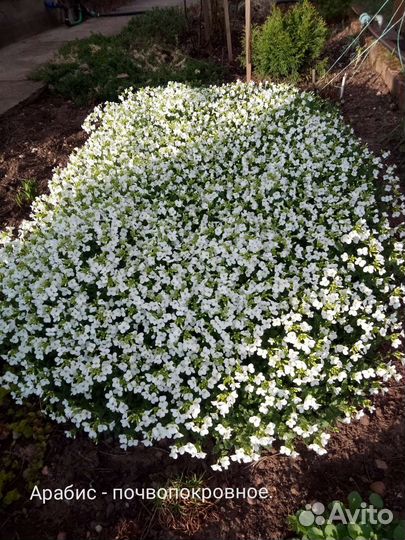 Цветы многолетние разные