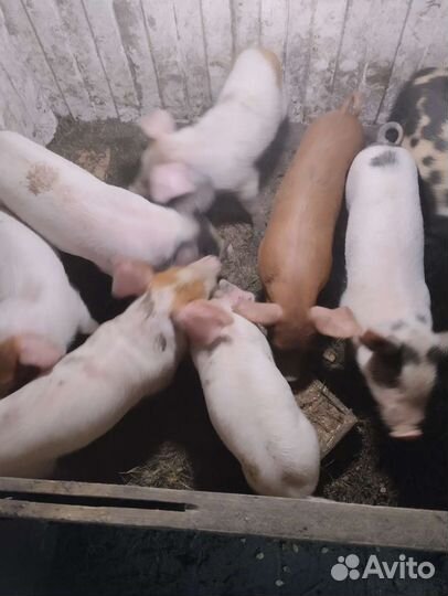Поросята