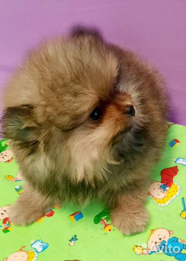 Щенки шпица