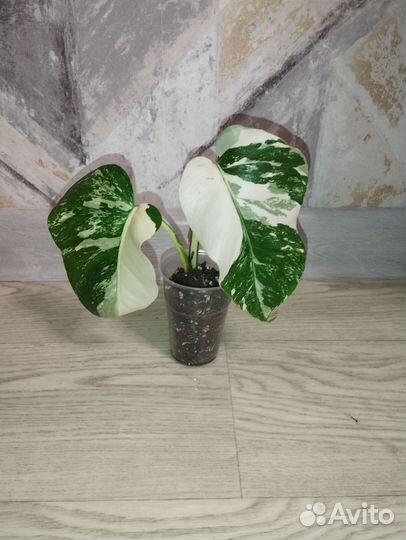 Монстеры