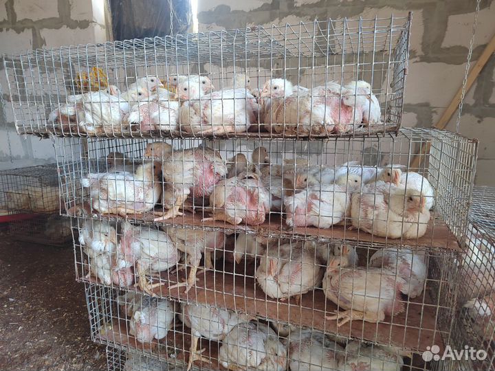 Цыплята суточные бройлера