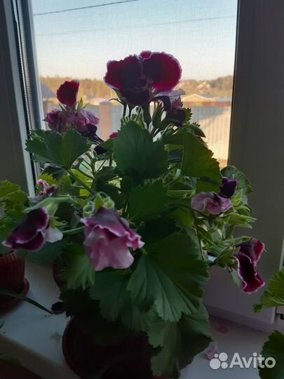 Пеларгония герань