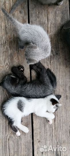 Котята в добрые руки