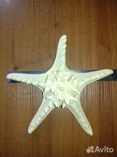 Большая морская раковина