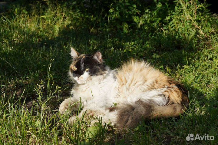 Кошка Маруся