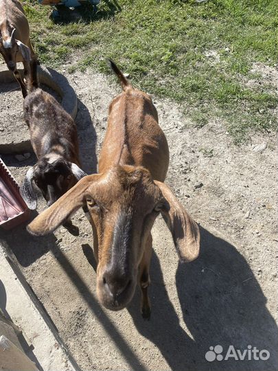 Коза дойная