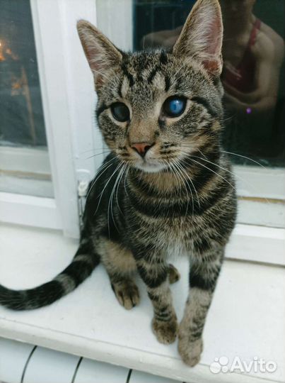 Оскар ждёт свою семью. Отдам в добрые руки