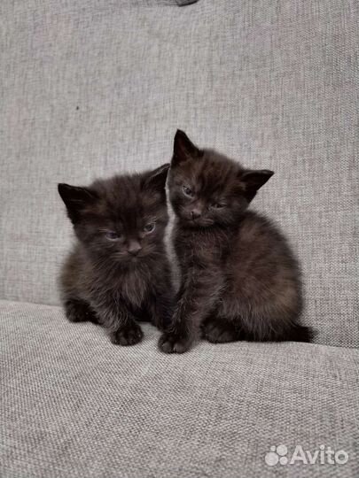 Кошки в добрые руки бесплатно