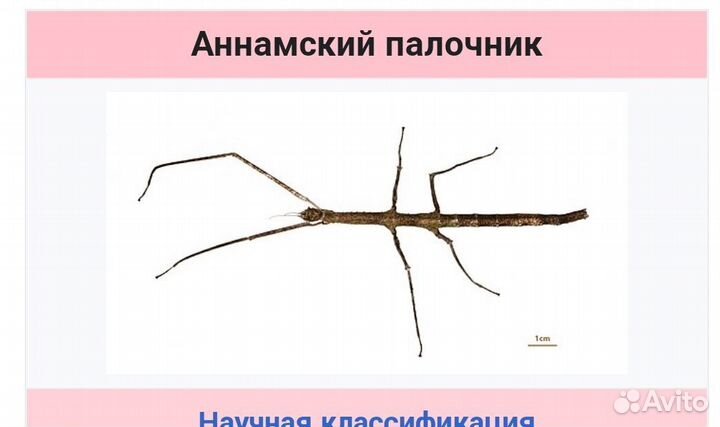 Аннамский палочник