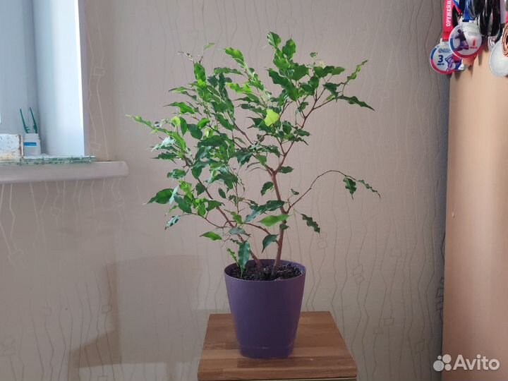 Фикус бенджамина